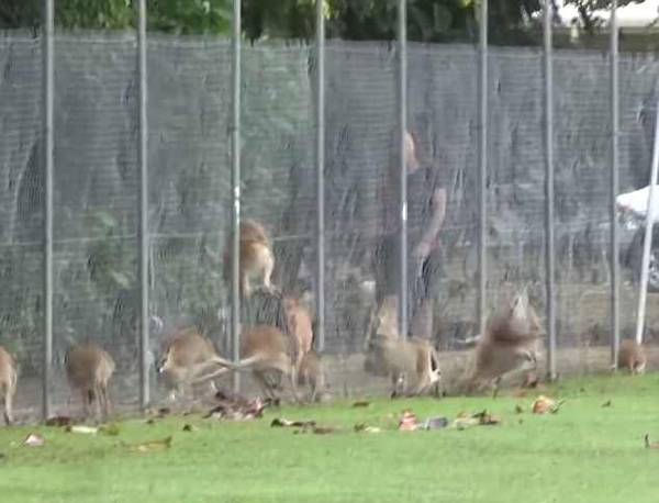 澳公园沙袋鼠不堪饥饿与精神重压 80只撞死在铁网上
