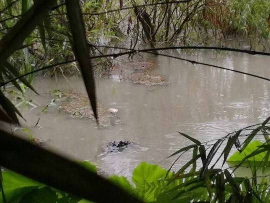 成都降雨冲垮围墙2条鳄鱼失踪？官方:均在救护站内没有越狱