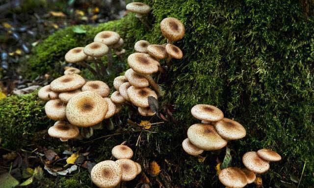 吃野蘑菇中毒身亡 专家提醒：切勿随意食用野蘑菇