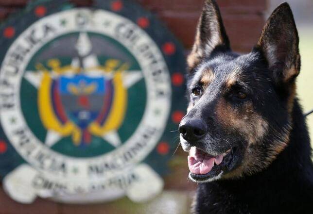贩毒集团悬赏警犬:警方全力保护这只明星警犬的安危