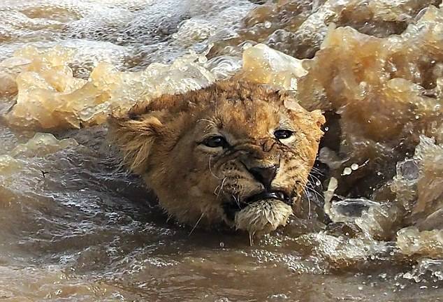 肯尼亚幼狮跳跃过河时不慎落水 勇敢自救终上岸