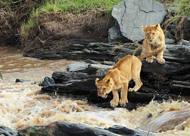 肯尼亚幼狮跳跃过河时不慎落水 勇敢自救终上岸