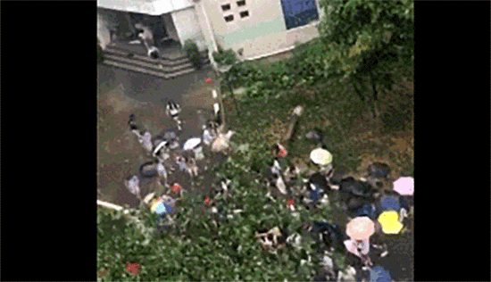 暴雨吹倒大树砸中校工 女大学生边喊号子边救人