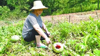 西瓜被猪獾拱一半 玉米、花生田也未能幸免