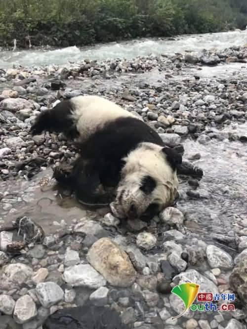 野生大熊猫溺亡