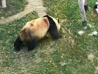 武汉大熊猫遭虐待2
