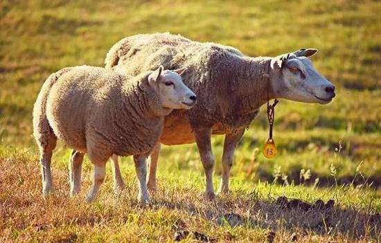 黑龙江炭疽疫情得到有效控制 肉羊场全部隔离封存