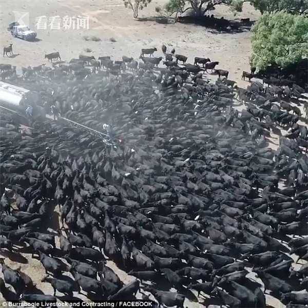 上千头牛围攻运水车 澳大利亚罕见干旱