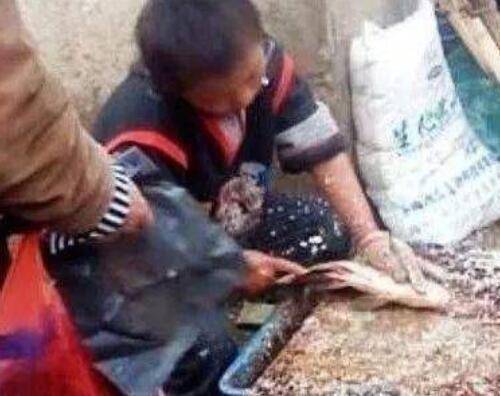 网红杀鱼弟自杀 其父：因与他人吵架 已清醒 