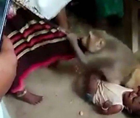 印度一只猴子试图绑架婴儿 摁住婴儿不准人靠近