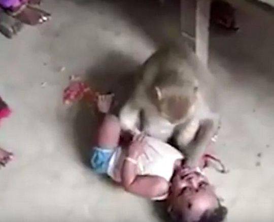 印度一只猴子试图绑架婴儿 摁住婴儿不准人靠近