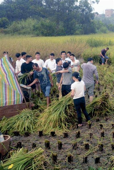 员工回家帮忙打谷子领导大伙一起打谷子去