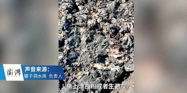 水库高温鱼被热死