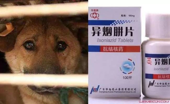 养狗和非养狗的人怎么相处