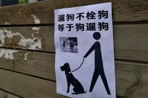 咬我孩子我直接打死它 这封致养狗邻居公开信火了