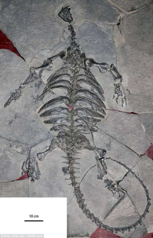 中国始喙龟化石。
