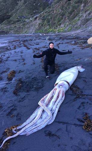 新西兰海滩现搁浅巨型乌贼 体长4.2米