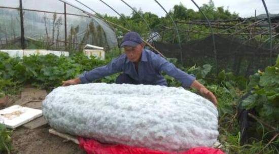 将生长期延长1倍 杭州老农种出390斤重“冬瓜王”