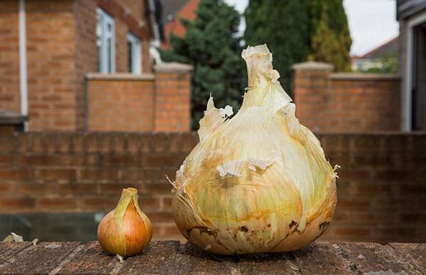 英老人种出9斤重超级洋葱 可供30人食用