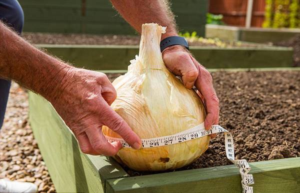 英老人种出9斤重超级洋葱 可供30人食用