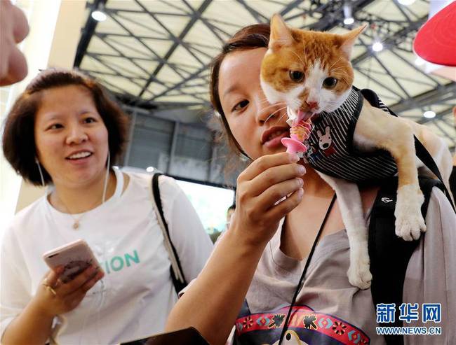 8月25日，一只宠物猫趴在主人肩膀上品尝零食。