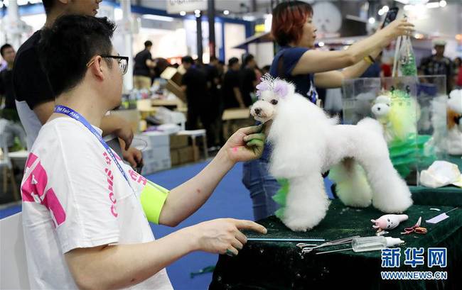 8月25日，工作人员为一只贵宾犬进行美毛造型。