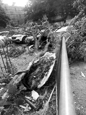 台风“摩羯”吹倒118岁大树