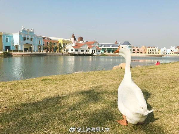 这所大学录取只鹅 网友为大鹅制作"录取通知书"