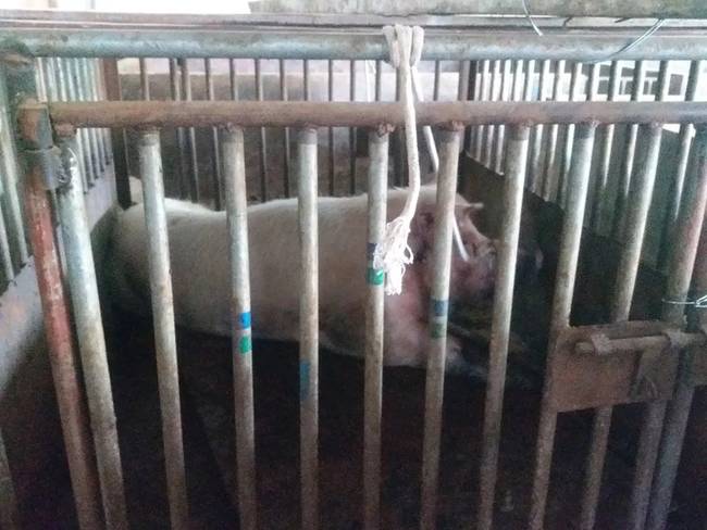 贵州六盘水生猪交易市场惨剧：男子被巨型公猪咬死