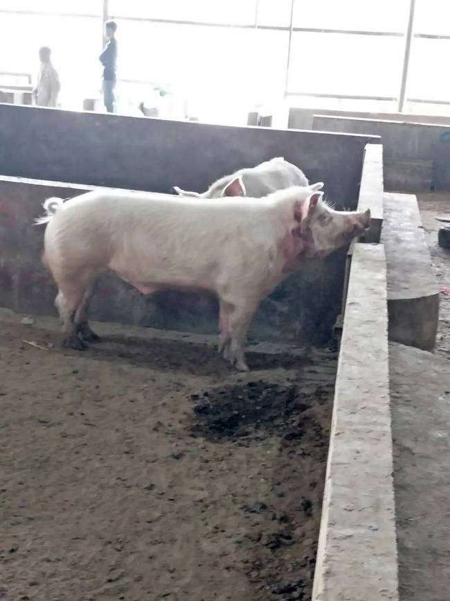 贵州六盘水生猪交易市场惨剧：男子被巨型公猪咬死