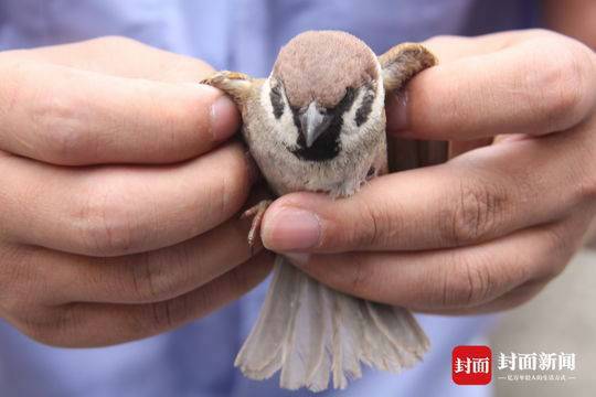男子偷运麻雀被罚:准备用来诱捕流浪猫和家养猫