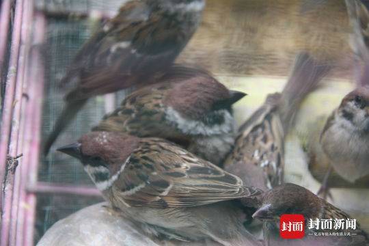 男子偷运麻雀被罚:准备用来诱捕流浪猫和家养猫