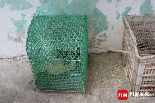 男子偷运麻雀被罚:准备用来诱捕流浪猫和家养猫