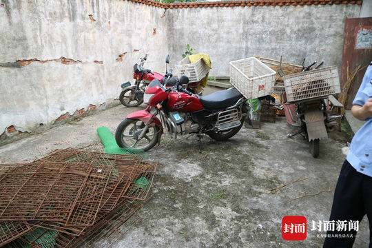 男子偷运麻雀被罚:准备用来诱捕流浪猫和家养猫