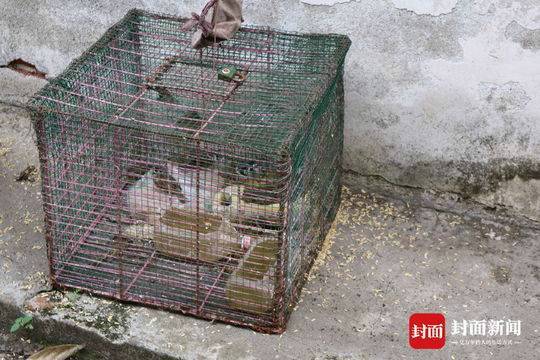 男子偷运麻雀被罚:准备用来诱捕流浪猫和家养猫