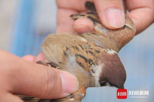 男子偷运麻雀被罚:准备用来诱捕流浪猫和家养猫