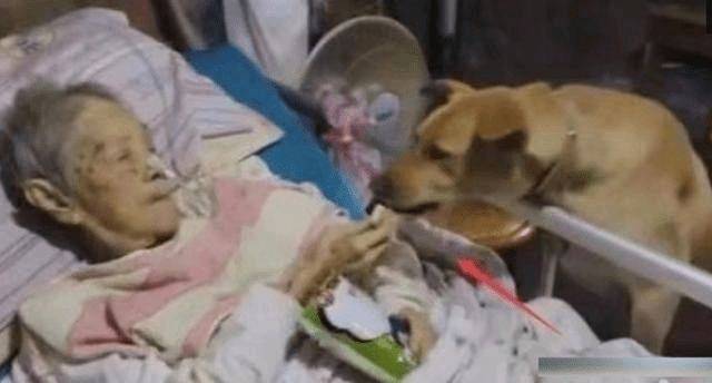 狗狗每天去超市偷东西 真相让人泪奔
