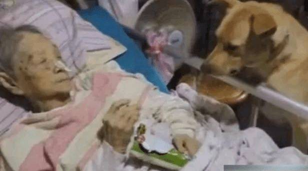 狗狗每天去超市偷东西 真相让人泪奔