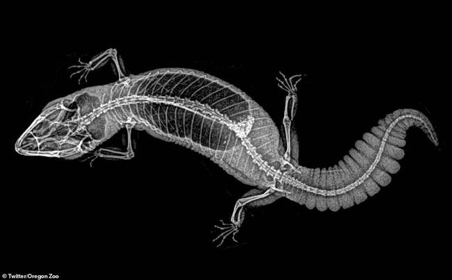 图中是半爪壁虎(Hemitheconyx caudicinctus)肥大的尾部，它是一种夜间活动、生活在地面上的壁虎物种。它能够随意移动眼睑和垂直瞳孔，它不具备其它壁虎物种的粘性爪子。