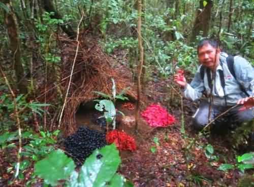 一男子野外发现怪异茅草屋