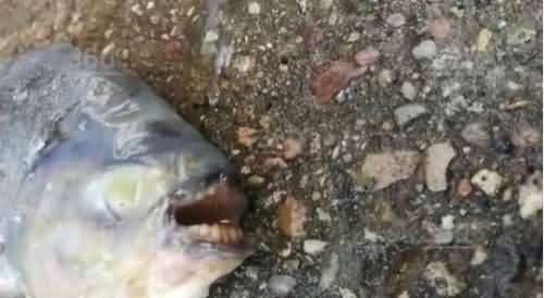 你见过长着“人牙”的鱼吗？莫斯科钓鱼者从湖里捞起来后吓了一跳