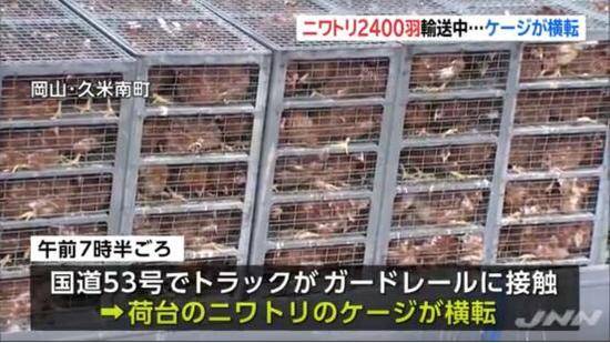 卡车运送2400只鸡途中倾覆 警察出动上演抓鸡大战