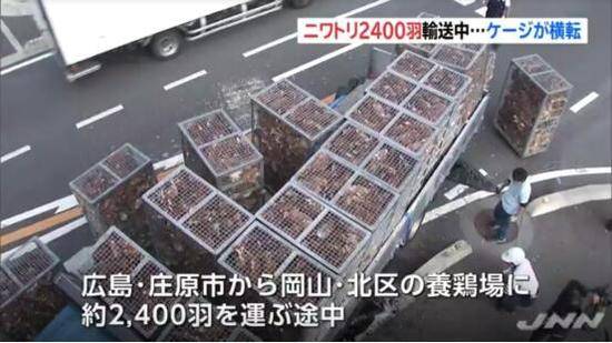卡车运送2400只鸡途中倾覆 警察出动上演抓鸡大战