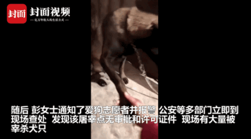 女子寻找爱犬发现黑屠狗场 多部门查处救上百活犬