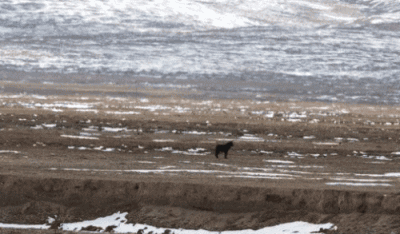 世界自然基金会在三江源国家公园拍摄到的黑狼。 (图片来源 李理/WWF China）