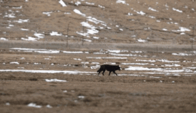 世界自然基金会在三江源国家公园拍摄到的黑狼。 (图片来源 李理/WWF China）