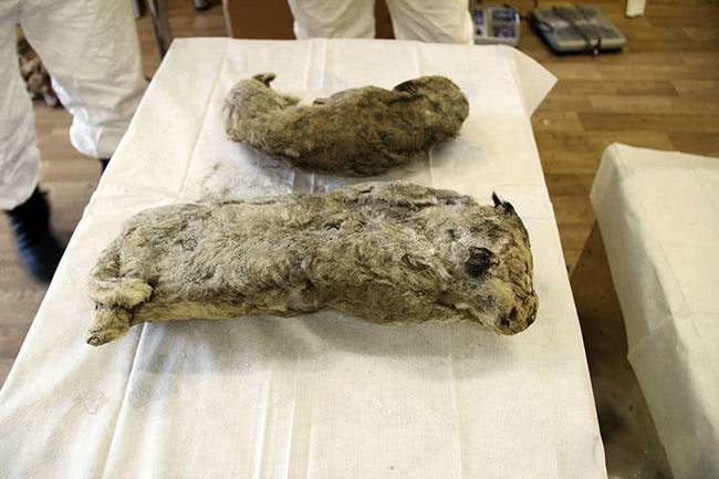 冰冻四万年幼狮软组织保存完整 有望神奇“复活”