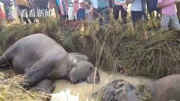 悲剧！觅食误碰1.1万伏高压电 印度7头大象惨死