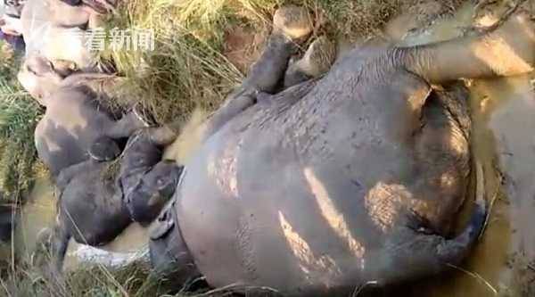 悲剧！觅食误碰1.1万伏高压电 印度7头大象惨死