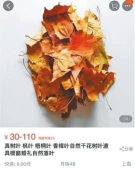 枫树叶售价上百元 专家:有虫卵残留的落叶可能带来危害